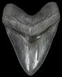 Serrated, Megalodon Tooth - Monster Meg Tooth! #70774-1